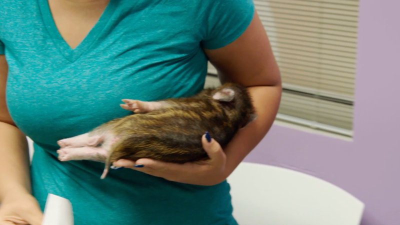 Illustration for article titled Here, For Your Friday, Is a Pig That Looks Like a Chipmunk